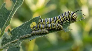 Monarch Caterpillar Survival Rate: Every Stage, The Numbers