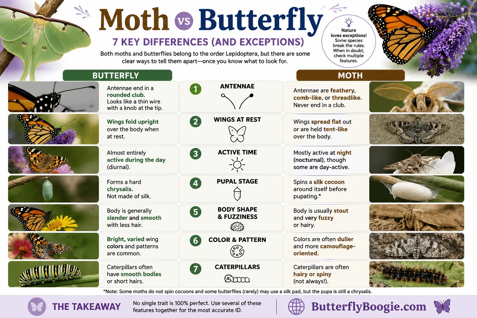 Moth vs butterfly 7 key differences infographic comparing antennae, wings at rest, active time, pupal stage, body shape, color pattern, and caterpillars across both Lepidoptera groups