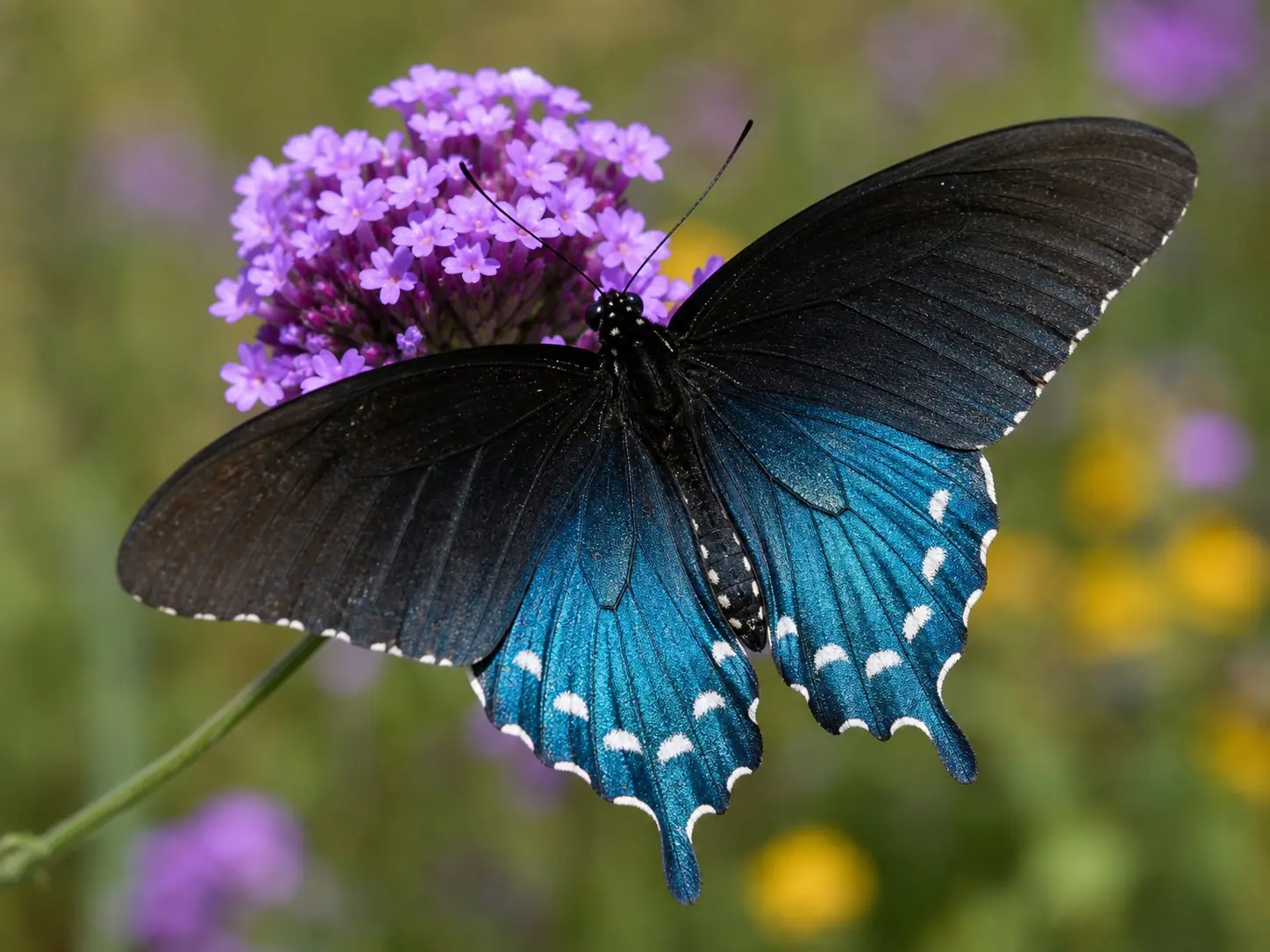 Pipevine swallowtail Battus philenor with iridescent metallic blue hindwings perched on a purple verbena flower