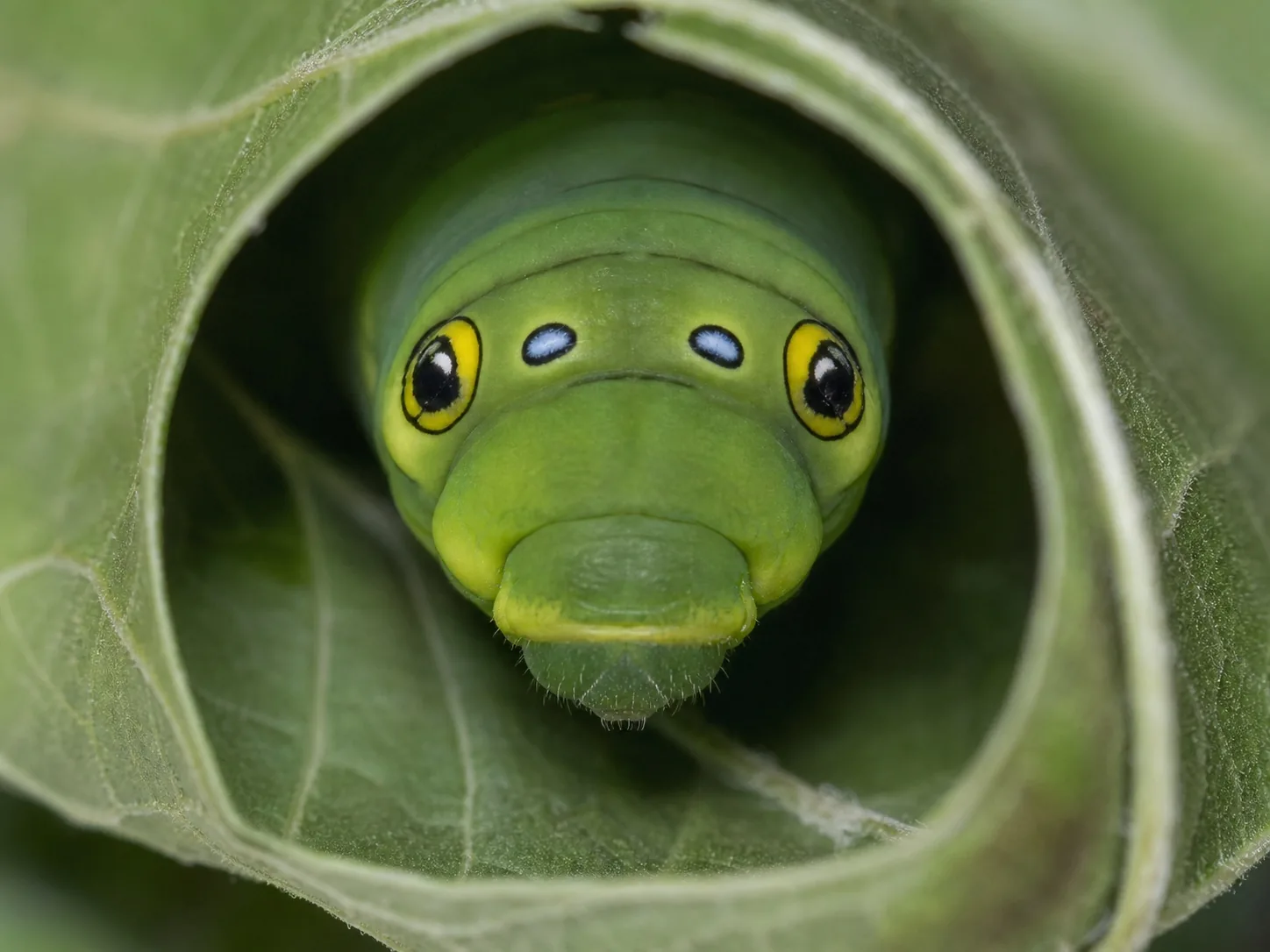 Spicebush swallowtail caterpillar Papilio troilus showing large false snake eyespots and bright green body inside a rolled spicebush leaf