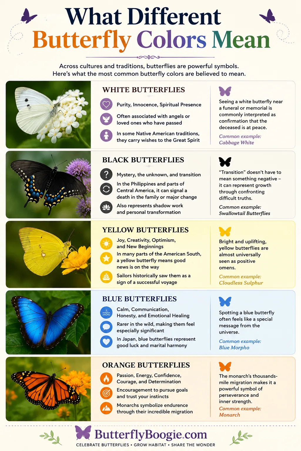 What different butterfly colors mean infographic with symbolism of white, black, yellow, blue, and orange butterflies including species examples