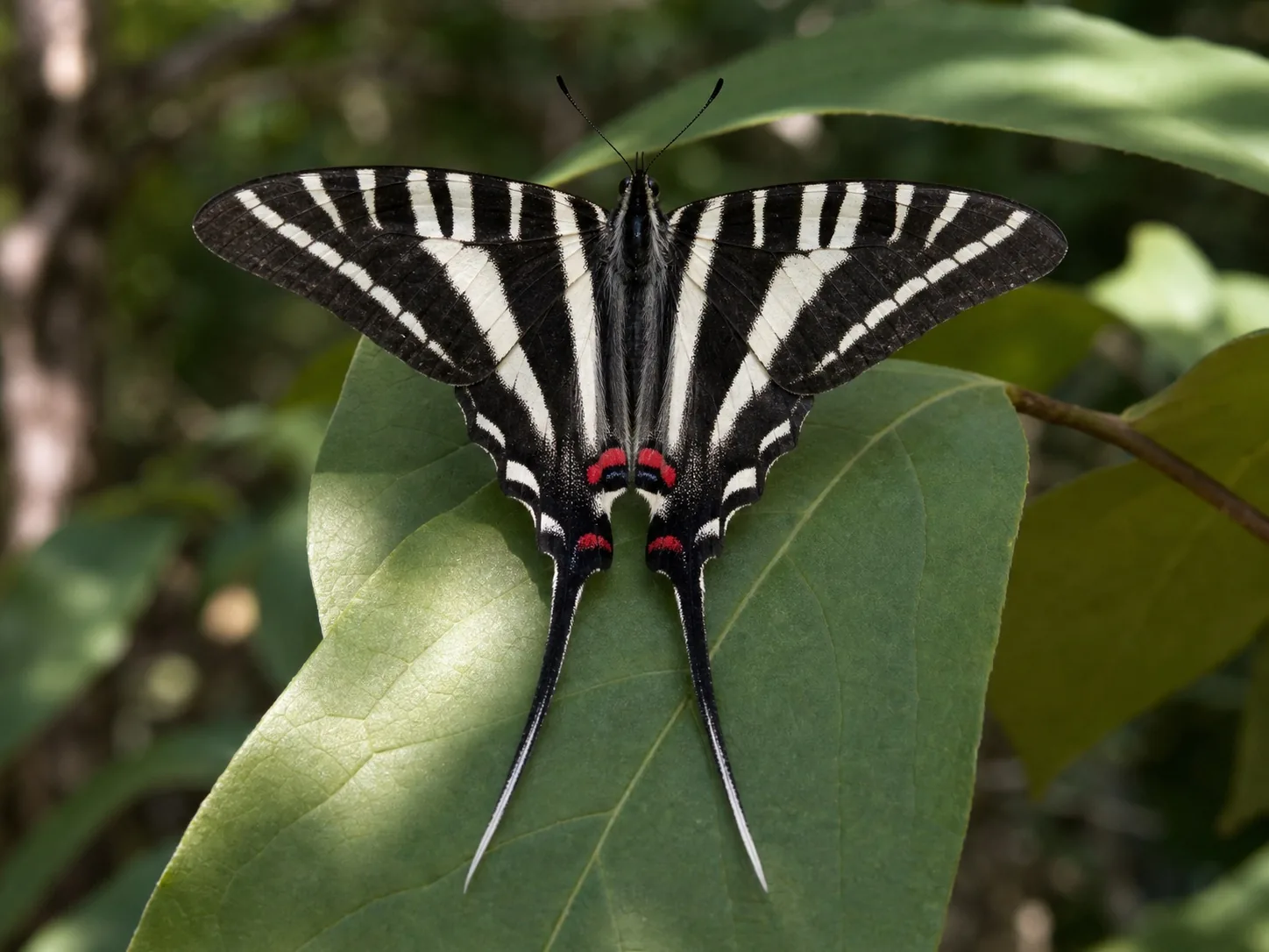 Zebra swallowtail Eurytides marcellus with long pointed tails and black and white striped wings perched on a pawpaw leaf