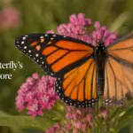How to Estimate a Butterfly’s Age from Its Wings (The 1-5 Scoring System)