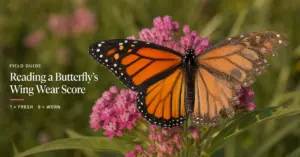 How to Estimate a Butterfly’s Age from Its Wings (The 1-5 Scoring System)