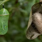 Cocoons for Butterflies: A Complete Guide