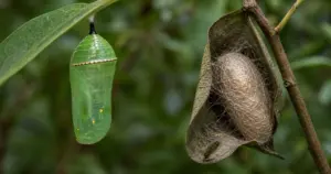 Cocoons for Butterflies: A Complete Guide