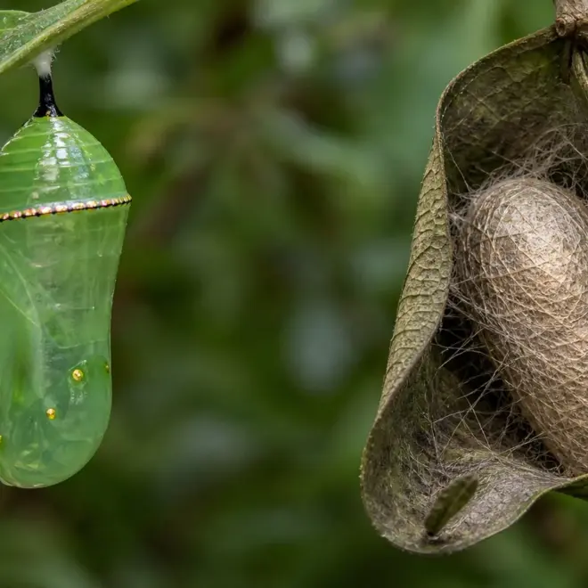 Cocoons for Butterflies: A Complete Guide
