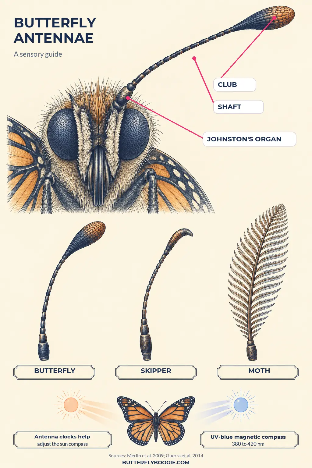 Butterfly antenna diagram labeling the club, shaft and Johnston's organ and comparing butterfly, skipper and moth antennae