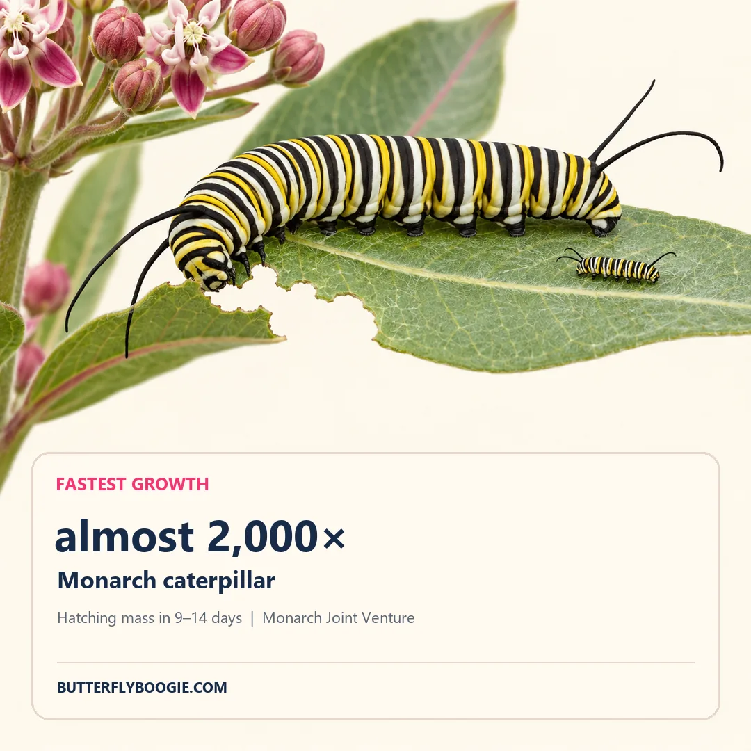 Monarch caterpillars on milkweed illustrating growth to almost 2,000 times hatching mass