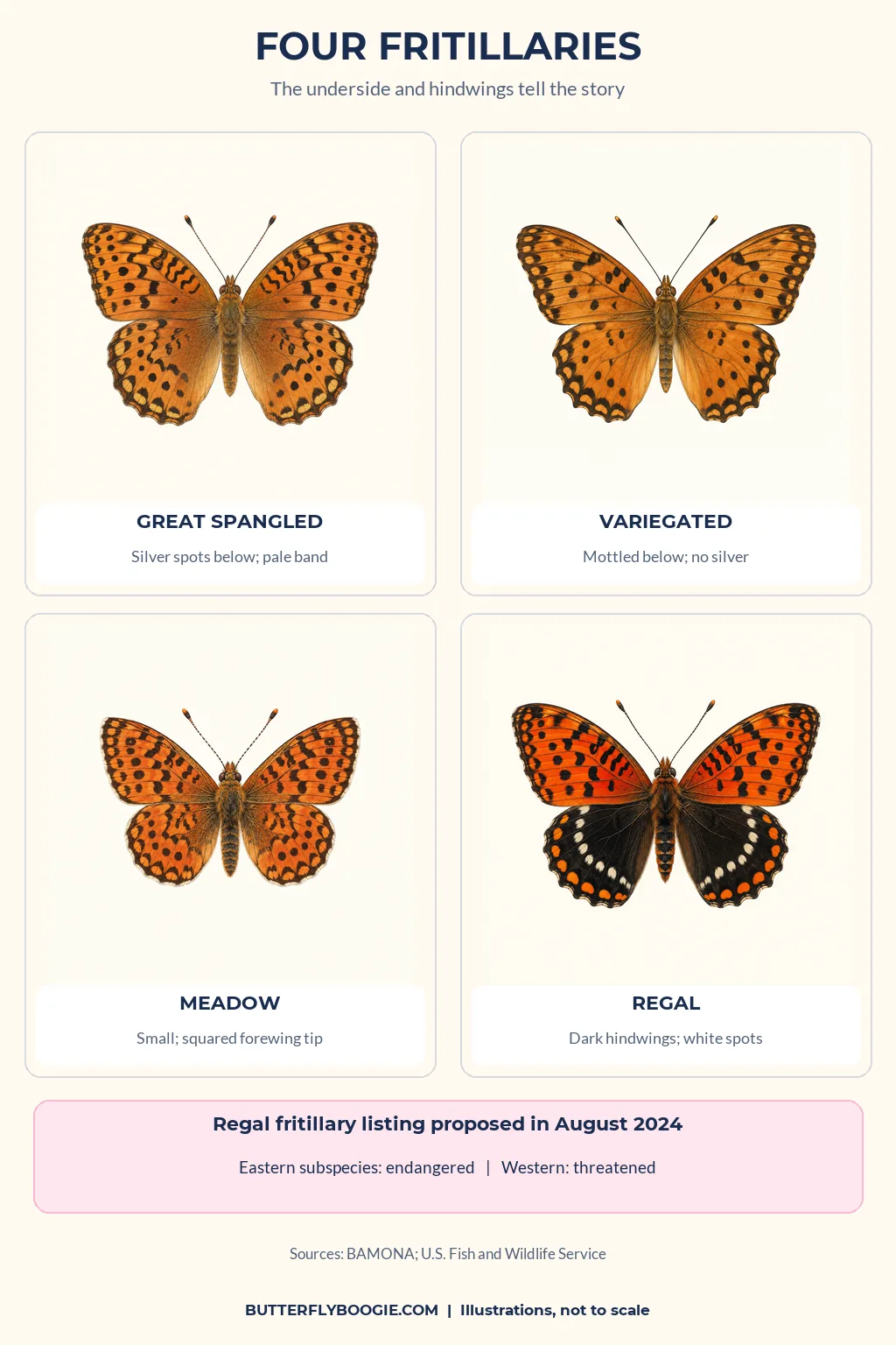 Identification card comparing great spangled, variegated, meadow and regal fritillary butterflies