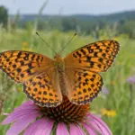 Fritillary Butterflies: How to Identify the Common North American Species