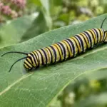 Monarch Parasites by the Numbers: OE, Tachinid Flies and Wasps