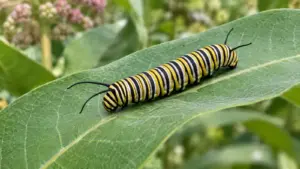 Monarch Parasites by the Numbers: OE, Tachinid Flies and Wasps