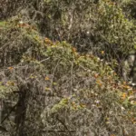 Monarch Butterflies in Mexico: The Sanctuaries and When to Visit