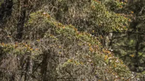 Monarch Butterflies in Mexico: The Sanctuaries and When to Visit