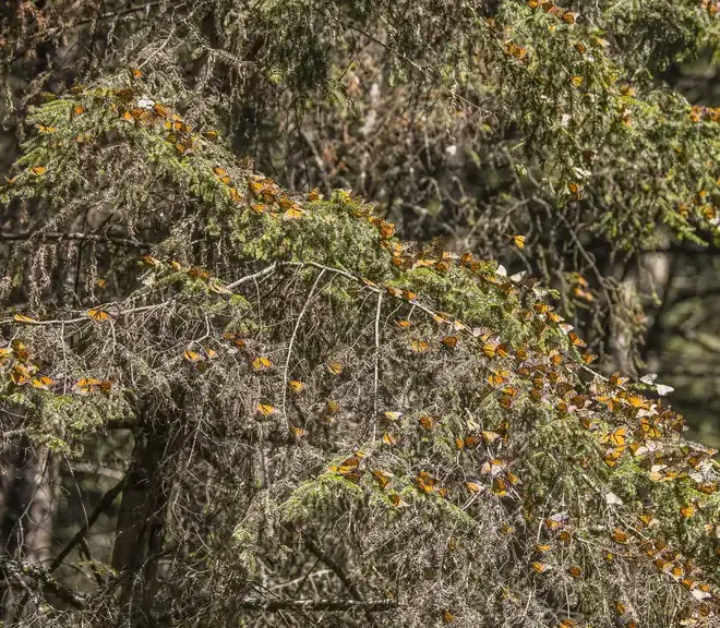 Monarch Butterflies in Mexico: The Sanctuaries and When to Visit