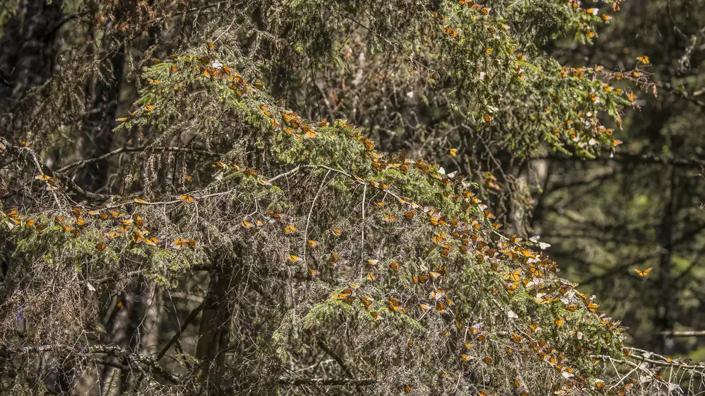 Monarch butterflies clustered on oyamel fir branches at Piedra Herrada in Mexico
