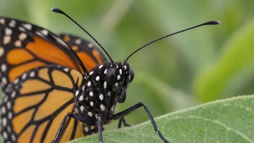 Close view of a monarch butterfly head with two clubbed antennae while resting on a milkweed leaf