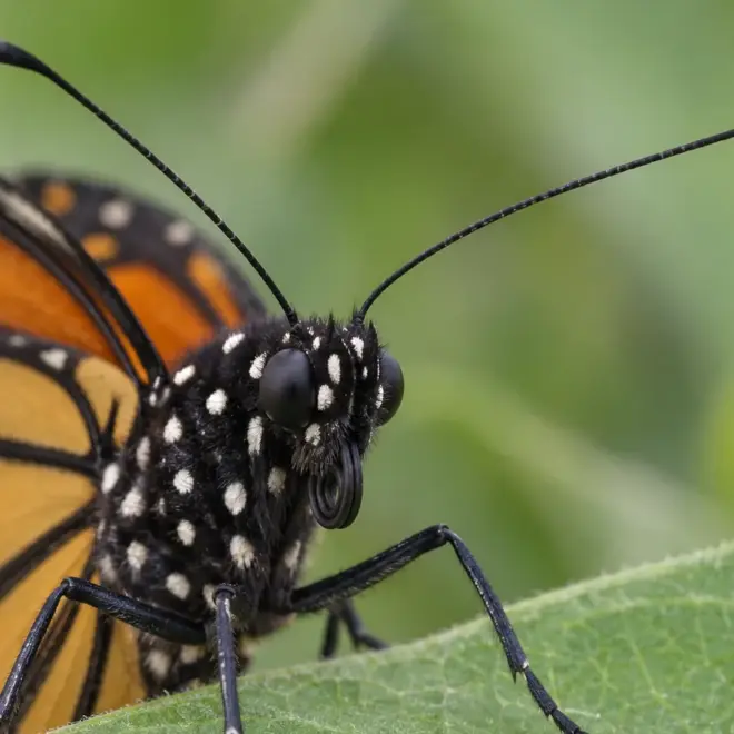 Butterfly Antennae: What They Do and How Monarchs Navigate With Them